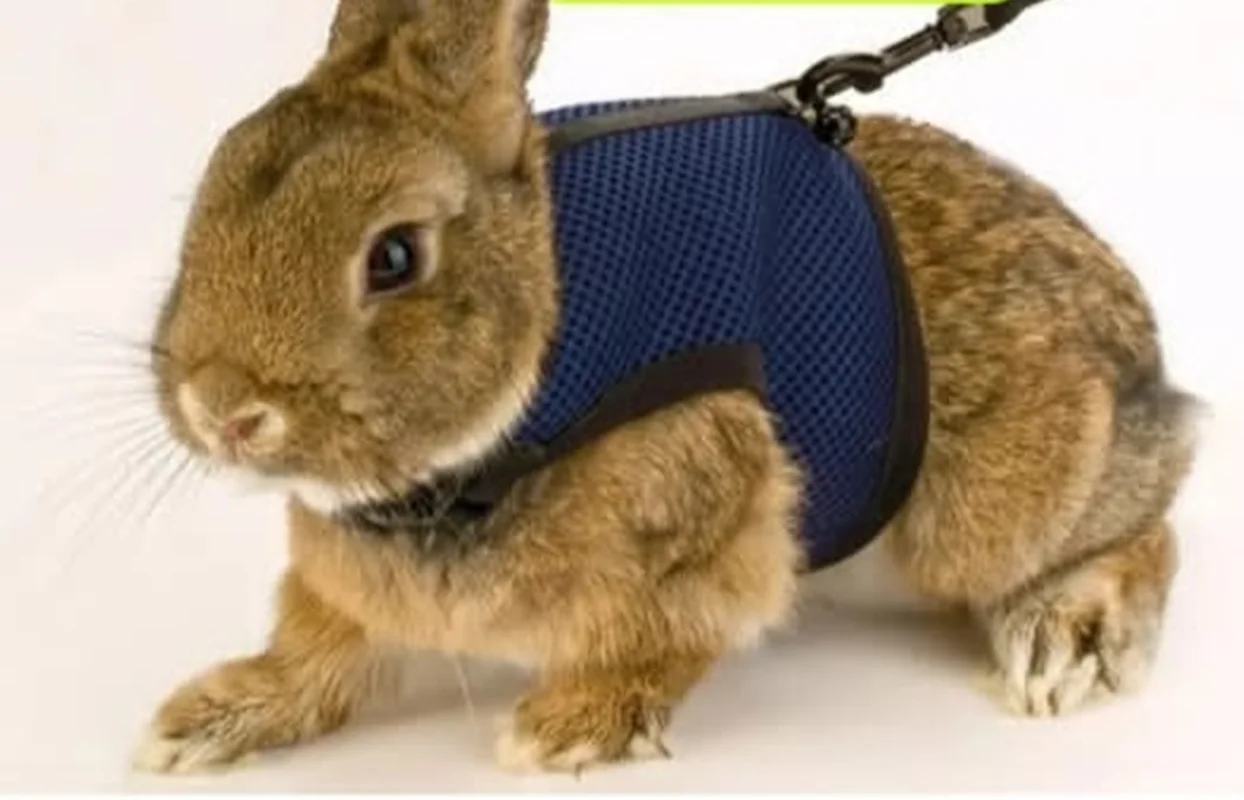 قلاده کتفی لباسی خرگوش قلاده جوندگان،هایپر لوازم جوندگان